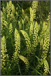 Wild Mignonette, Reseda lutea