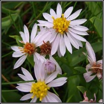 Sea Aster, Aster tripolium