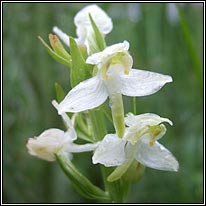 white wildflowers