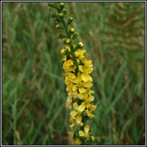 Agrimony, Agrimonia eupatoria