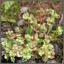 Allseed, Radiola linoides