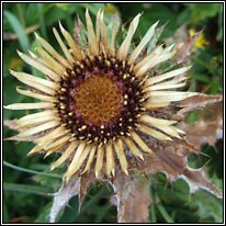 thistle,carline (feochad�n m�n)