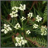 Burnet-saxifrage, Pimpinella saxifraga