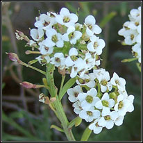 Sweet Alison, Lobularia maritima