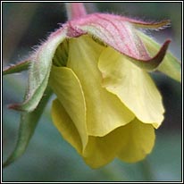 Hybrid Avens, Geum x intermedium