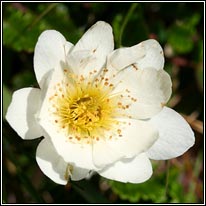Mountain Avens, Dryas octopetala