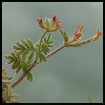 Birds-foot, Ornithopus perpusillus