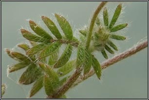 Birds-foot, Ornithopus perpusillus