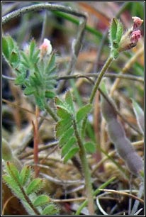 Birds-foot, Ornithopus perpusillus