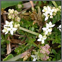 Limestone Bedstraw, Galium sterneri