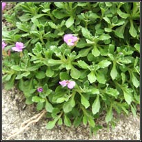 Aubrieta, Aubrieta deltoidea