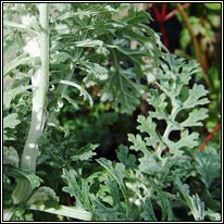 <i>Senecio x albescens, Senecio cineraria x S.jacobaea