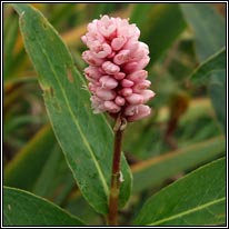 Amphibious Bistort, Persicaria amphibia