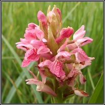 Early Marsh Orchid, Dactylorhiza incarnata