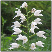 Narrow-leaved Helleborine, Cephalanthera longifolia