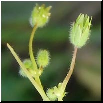 Lesser Chickweed, Stellaria pallida