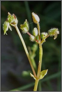 Lesser Chickweed, Stellaria pallida
