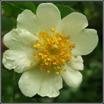 Rosa x irregularis