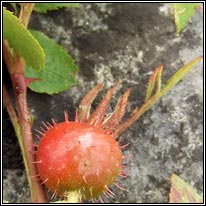 Soft Downy-rose, Rosa mollis