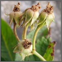 Many-flowered Rose, Rosa multiflora