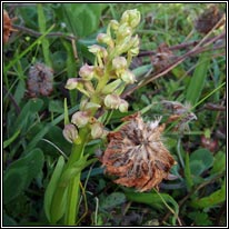 Frog Orchid, Coeloglossum viride, Dactylorhiza viridis