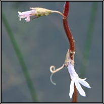 Water Lobelia, Lobelia dortmanna
