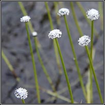 Pipewort, Eriocaulon aquaticum