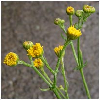 Common Ragwort, Senecio jacobaea var nudus