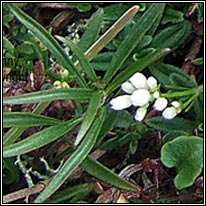 Northern Bedstraw, Galium boreale