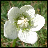 Grass of Parnassus, Parnassia palustris