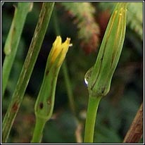 Goat's-beard, Tragopogon pratensis