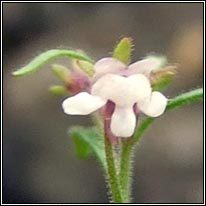 Small Toadfax, Chaenorhinum minus