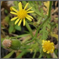 Sticky Groundsel, Senecio viscosus