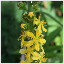 Fragrant Agrimony, Agrimonia procera