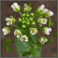 Field Penny-cress, Thlaspi arvense