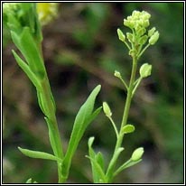 Narrow-leaved Pepperwort, Lepidium ruderale