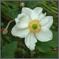 Japanese Anemone, Anemone x hybrida