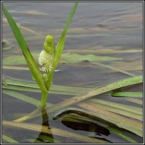 Unbranched Bur-reed, Sparganium emersum