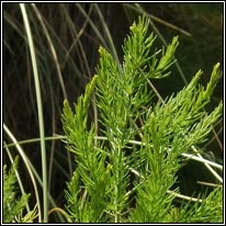 Wild Asparagus, Asparagus officinalis ssp prostratus