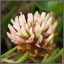 Strawberry Clover, Trifolium fragiferum
