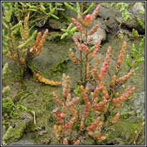 Purple Glasswort, Salicornia ramosissima