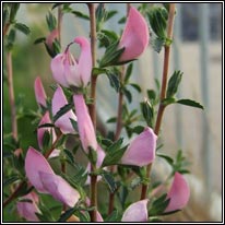 Spiny Restharrow, Ononis spinosa