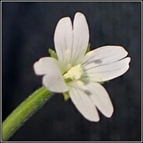 Pale Willowherb, Epilobium roseum