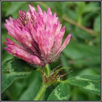 Trifolium pratense var sativum
