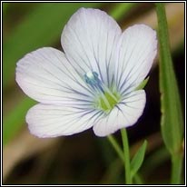 Pale Flax, Linum bienne