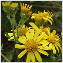 Hoary Ragwort, Senecio erucifolius