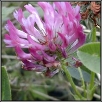 Zigzag Clover, Trifolium medium