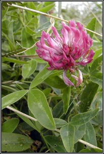 Zigzag Clover, Trifolium medium