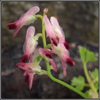 Purple Ramping-fumitory, Fumaria purpurea