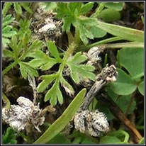 Knotted Hedge-parsley, Torilis nodosa